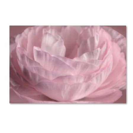 Cora Niele 'Persian Pink Petals' Canvas Art,22x32